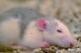 ep raton ratones rata ratas hamster ratalaboratorio roedor roedores