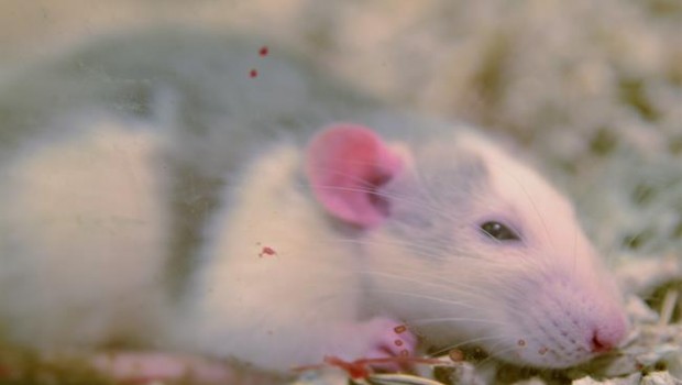 ep raton ratones rata ratas hamster ratalaboratorio roedor roedores