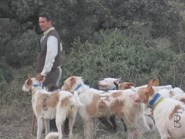 Una rehala de podencos | EUROPA PRESS/DIPUTACIÓN DE CÓRDOBA ep una rehalapodencos