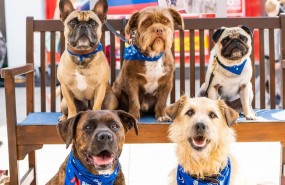 metro bank dogs metro bank dogs