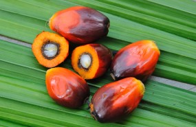 palm oil dekel palm nut palm oil dekel palm nut