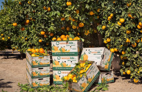 1606731247 naranjaslola