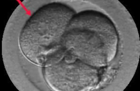 1634804218 embri nmultinucleadoinstitutmarqu s