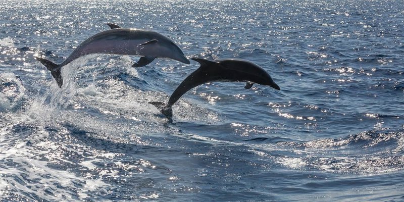 Archivo - Identifican por primera vez en delfines un patógeno causante de infecciones en humanos | CEDIDO POR ULPGC - Archivo ep archivo identifican por primera vez en delfines un patogeno causante de infecciones en humanos