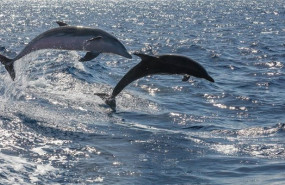 ep archivo   identifican por primera vez en delfines un patogeno causante de infecciones en humanos
