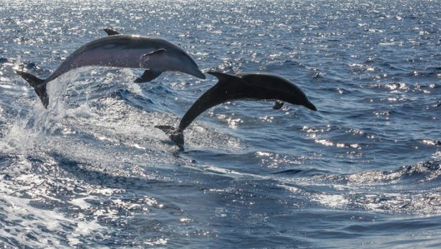 ep archivo   identifican por primera vez en delfines un patogeno causante de infecciones en humanos