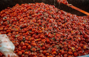 ep archivo tomates son cargados en los camiones para la celebracion de la tomatina ep archivo tomates son cargados en los camiones para la celebracion de la tomatina