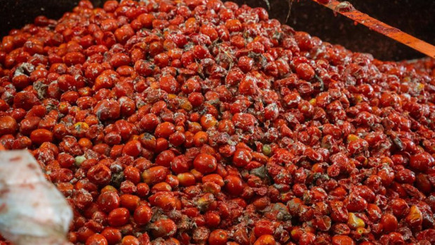 ep archivo   tomates son cargados en los camiones para la celebracion de la tomatina