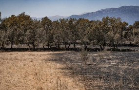 ep archivo   vista una semana despues de que llegara el fuego a 1 de agosto de 2026 en la adrada
