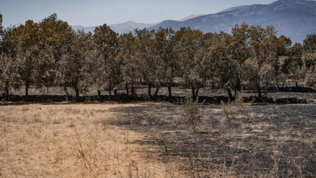 ep archivo   vista una semana despues de que llegara el fuego a 1 de agosto de 2026 en la adrada