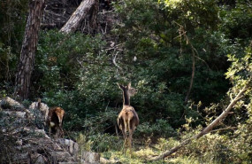 ep ecosistema forestalandalucia