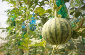 ep exportaciones productos agricolas agricultura