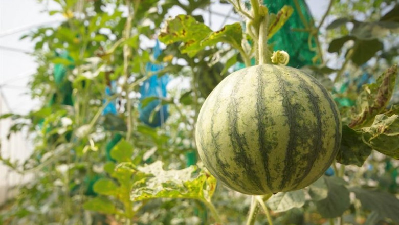ep exportaciones productos agricolas agricultura