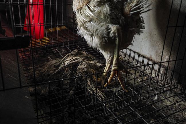 Gallina en una granja de Mantua (Italia) | IGUALDAD ANIMAL ep gallinauna granjamantua italia