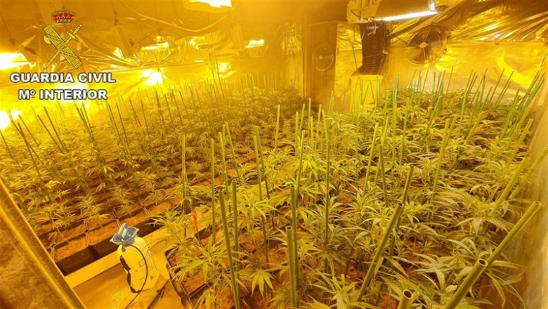 La Guardia Civil ha detenido a dos personas, localizado dos naves para el cultivo de marihuana e intervenido 2.018 plantas en esta operación. | GUARDIA CIVIL ep la guardia civildetenidodos personas localizadonavescultivomarihuana e intervenido 2018 plantasesta operacion