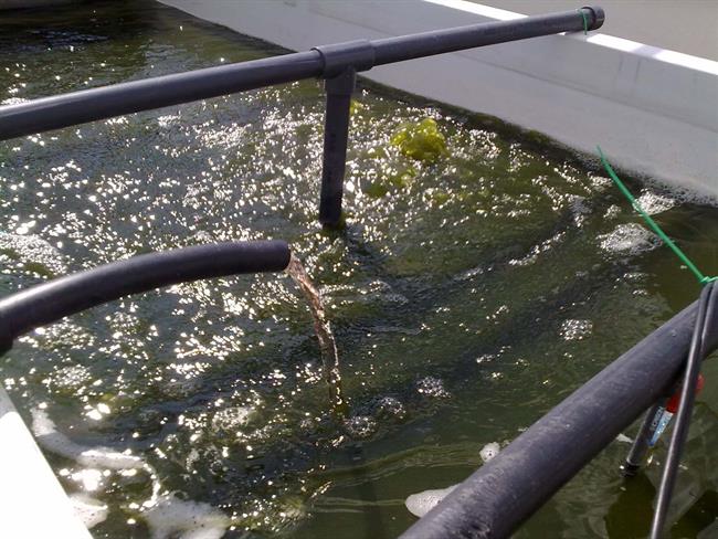 Los purines de granjas porcinas, fuente de alimento en el cultivo de microalgas | EUROPA PRESS/FUNDACIÓN DESCUBRE ep los purinesgranjas porcinas fuentealimentocultivomicroalgas