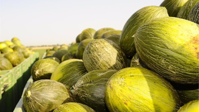 ep melon de mercomancha manzanares ciudad real ep melon de mercomancha manzanares ciudad real