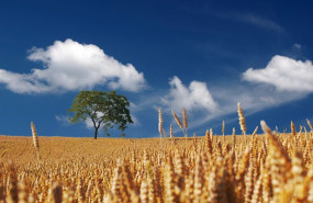 field 192179 1280 field 192179 1280