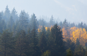 bosques sostenibles 20230130112123 