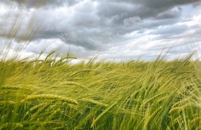 ep archivo   tierra de cereal en cantalpino