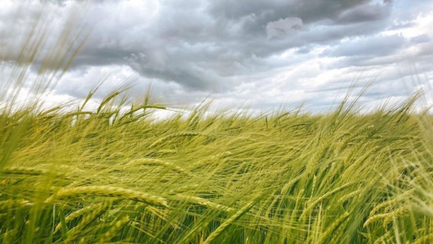 ep archivo   tierra de cereal en cantalpino