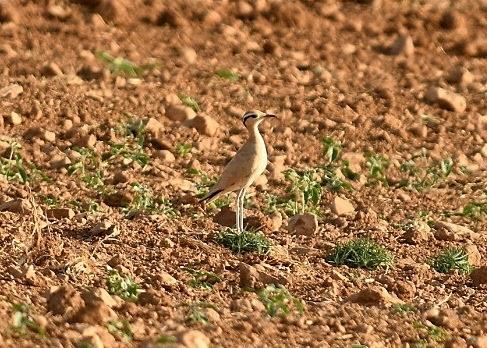 El corredor sahariano | EUROPA PRESS/SEOBIRDLIFE ep corredor sahariano