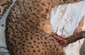 ep ejemplar de lince iberico tras la anestesia