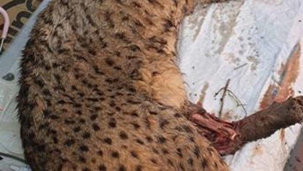 ep ejemplar de lince iberico tras la anestesia