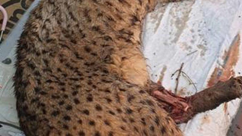Ejemplar de lince ibérico tras la anestesia | GUARDIA CIVIL ep ejemplar de lince iberico tras la anestesia
