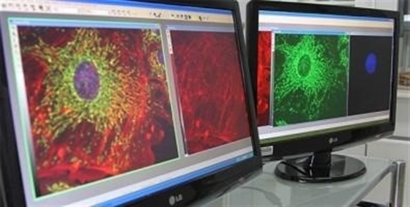 ep enestudioratones una terapia genica desarrolladabrasil matacelulas cancerosasevitaefectos secundarios adversosse combinaquimioterapia
