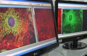 ep enestudioratones una terapia genica desarrolladabrasil matacelulas cancerosasevitaefectos secundarios adversosse combinaquimioterapia