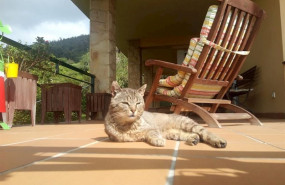 ep gato 20200514183302