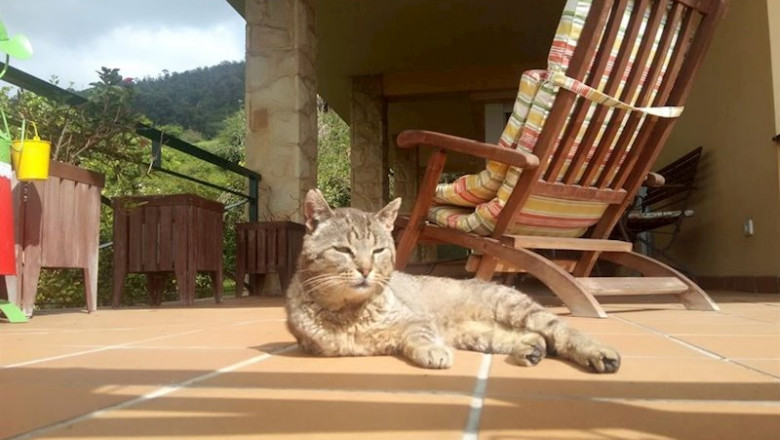 ep gato 20200514183302 ep gato 20200514183302