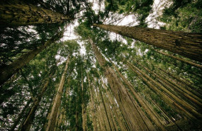 ep la startup forest bank permite la eliminacion de huella personal de carbono a coste cero