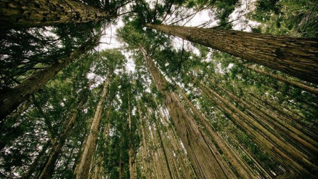 ep la startup forest bank permite la eliminacion de huella personal de carbono a coste cero
