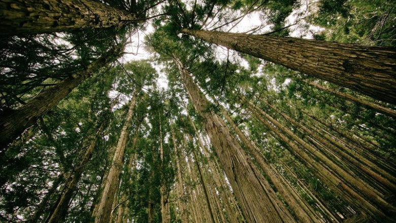 La 'startup' Forest Bank permite la eliminación de huella personal de carbono a coste cero. | FOREST BANK ep la startup forest bank permite la eliminacion de huella personal de carbono a coste cero