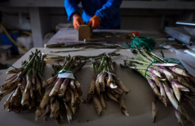 ep un joven agricultor separa en diferentes paquetes esparragos cultivados en los campos del