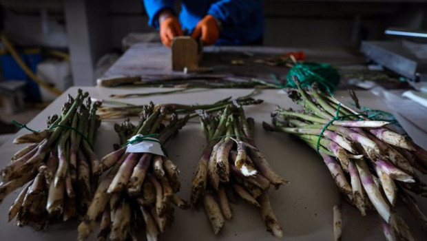ep un joven agricultor separa en diferentes paquetes esparragos cultivados en los campos del