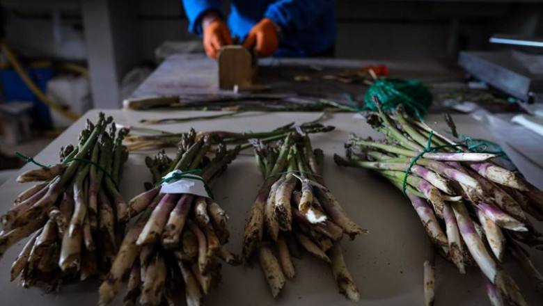 ep un joven agricultor separa en diferentes paquetes esparragos cultivados en los campos del ep un joven agricultor separa en diferentes paquetes esparragos cultivados en los campos del