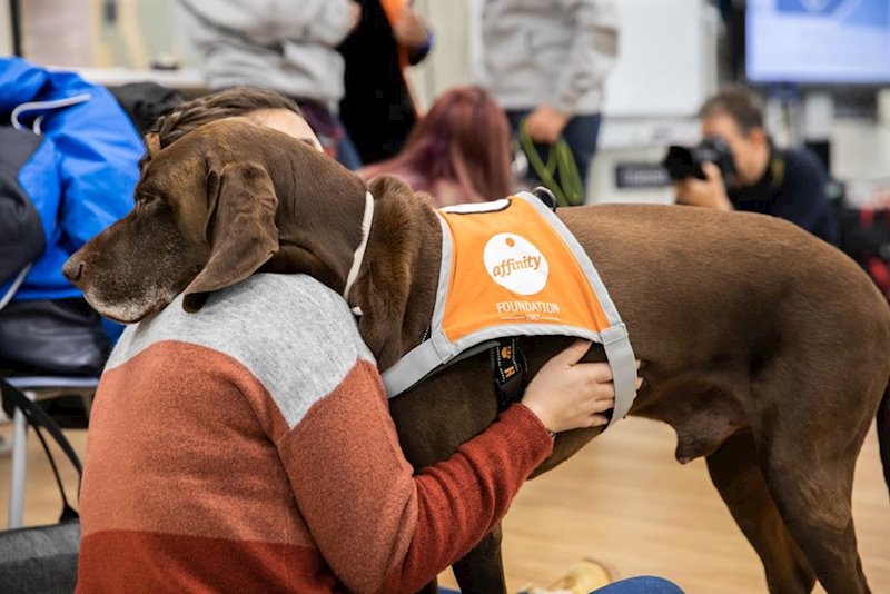 ep uno de los perros participantes en la terapia de compludog junto a una alumna ep uno de los perros participantes en la terapia de compludog junto a una alumna
