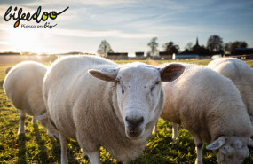 1648800146 pienso ecologico obejas