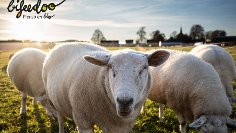 1648800146 pienso ecologico obejas