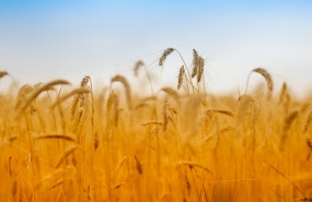 1657724279 ais group aumenta el cr dito a las actividades agr colas ganaderas y pesqueras en el 2021 hasta rozar los 23000 millones de euros