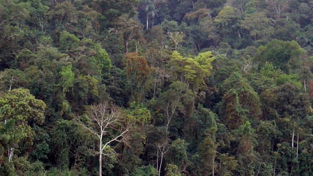 arboles peru