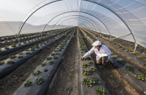 ep archivo   adopta un abuelo innogando y roams tic pymes ganadoras de la cuarta edicion de los