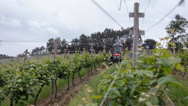 ep archivo la organizacion interprofesional del vino de espana oive y la plataforma tecnologica ep archivo la organizacion interprofesional del vino de espana oive y la plataforma tecnologica