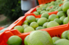 ep archivo   limones