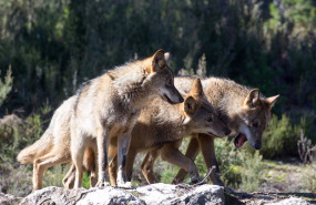 ep archivo - lobos ibericos