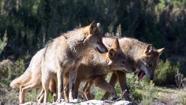 ep archivo - lobos ibericos