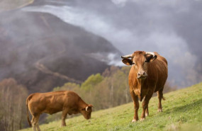 ep archivo varias vacas pastan ep archivo varias vacas pastan